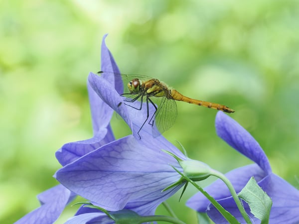 1P7156891アキアカネ