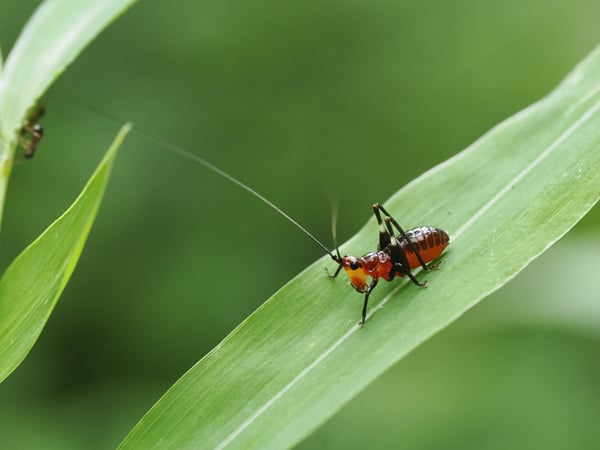 1P7249940ササキリ幼虫