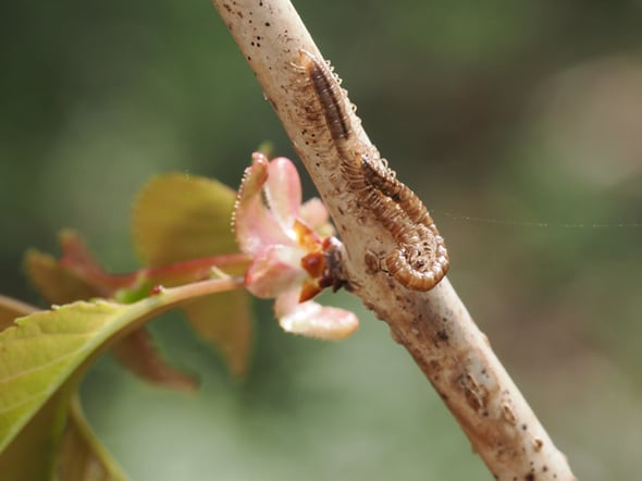 2P4198522ヤスデ一種