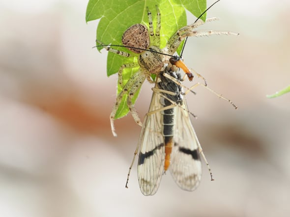 2P4219623キシタトゲシリアゲを捕らえたヤミイロカニグモ