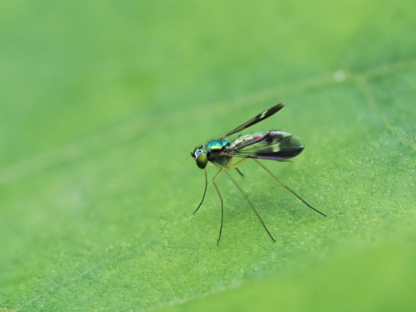 2P7015086マダラホソアシナガバエ