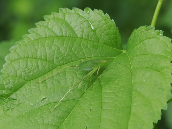 2P7250967ヤマクダマキモドキ幼虫