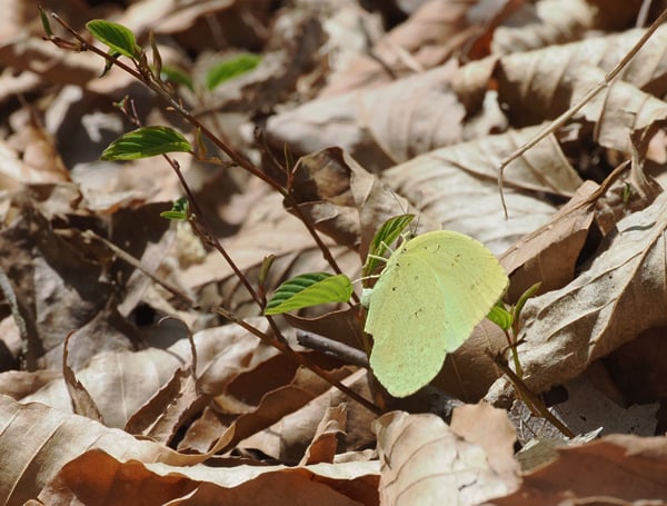 3P4198658キタキチョウ産卵