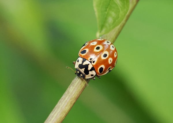 3P4282667ウンモンテントウ