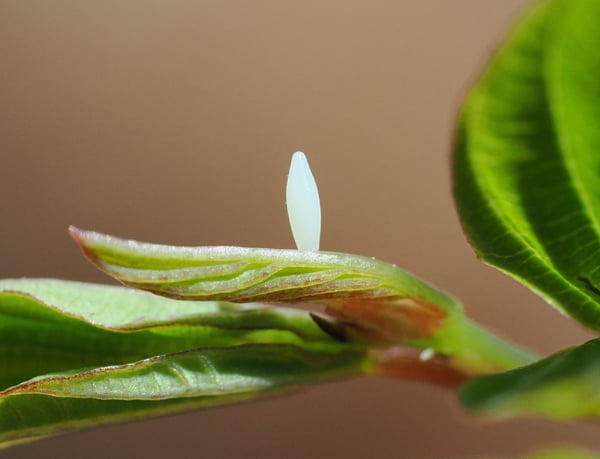 4P4198696キタキチョウ卵ヒメクマヤナギ