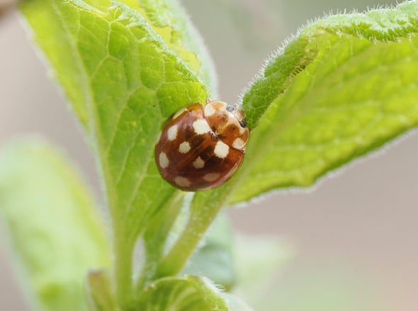 4P4220213シロジュウシホシテントウ