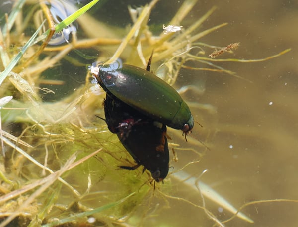 4P4282644クロゲンゴロウ
