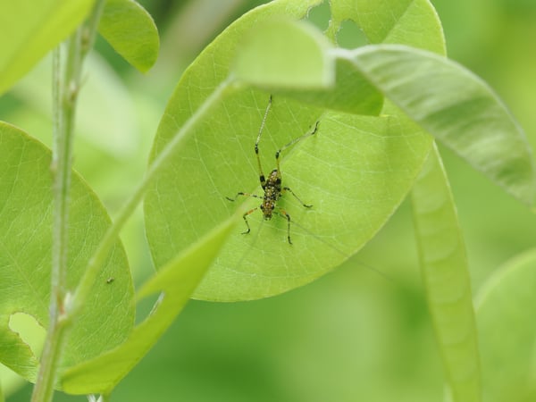 4P7084416アシグロツユムシ幼虫