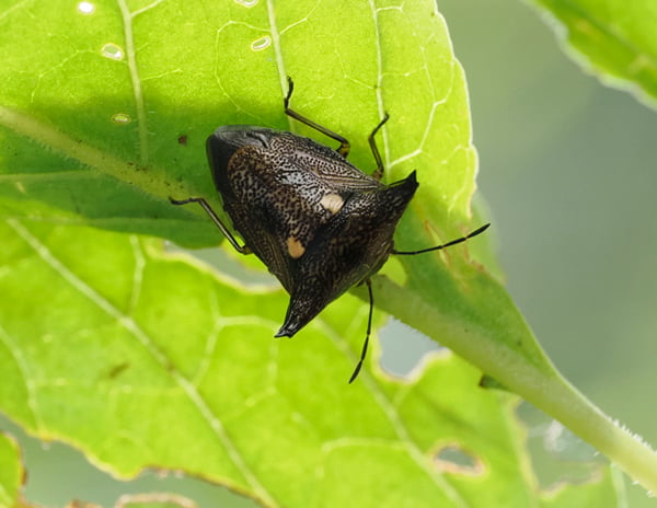 4_9140900ウシカメムシ
