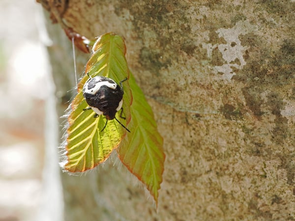 5P4198725アカスジキンカメ幼虫
