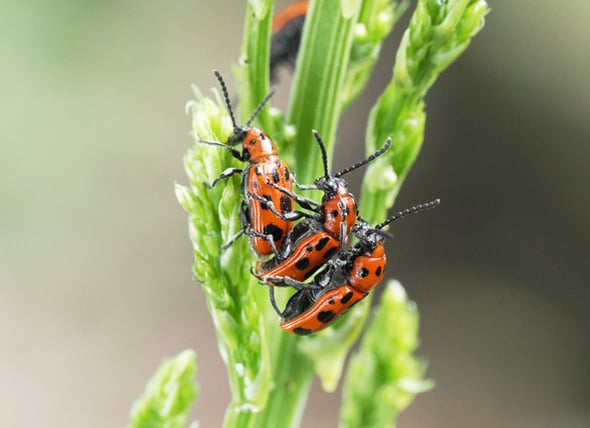 5P4220471ジュウシホシクビナガハムシ