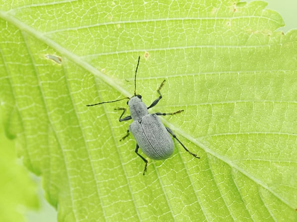5P5085136リンゴコフキハムシ