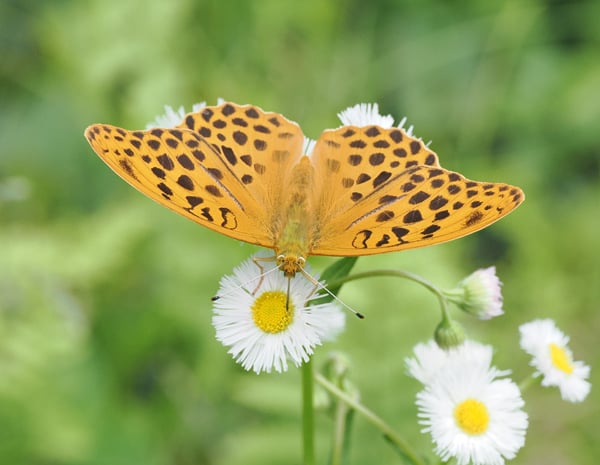 5P5270623クモガタヒョウモン