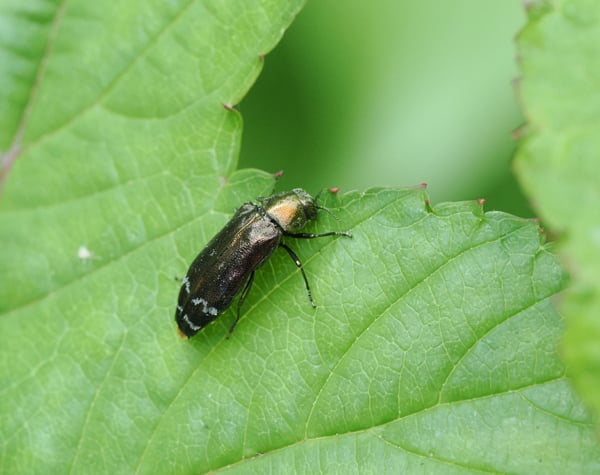 5P6068907シロオビナカボソタマムシ