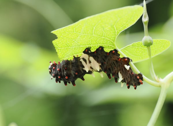 5P7017116ジャコウアゲハ幼虫