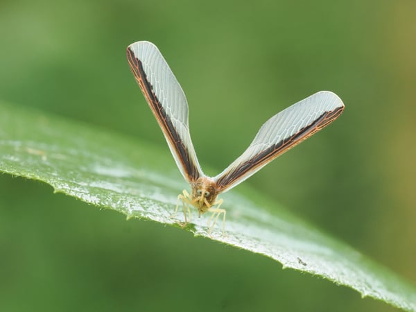 5P7167379ハネナガウンカ一種