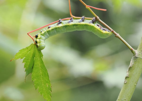 5P7314067_01クビワシャチホコ幼虫