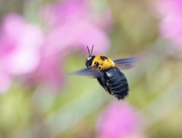 6P4229728クマバチ♂