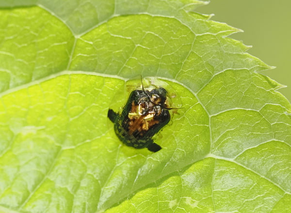 6P4250962セモンジンガサハムシ