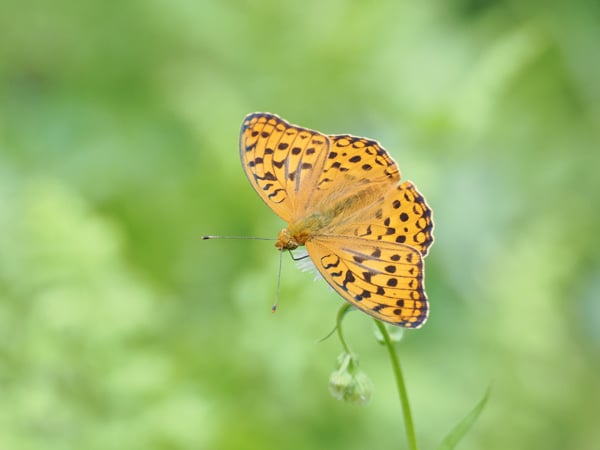 6P5270668サトウラギンヒョウモン