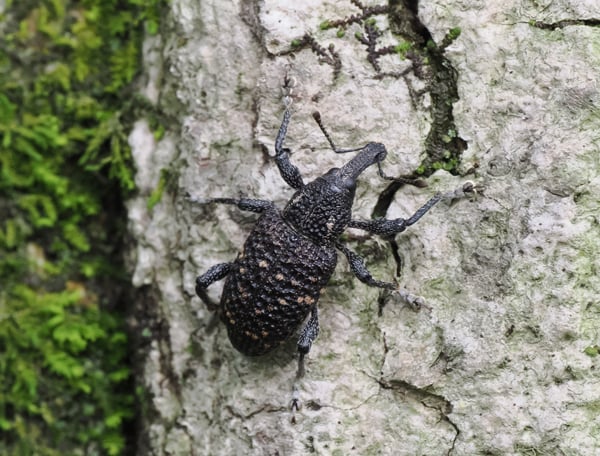 6P6099672クリアナアキゾウムシ