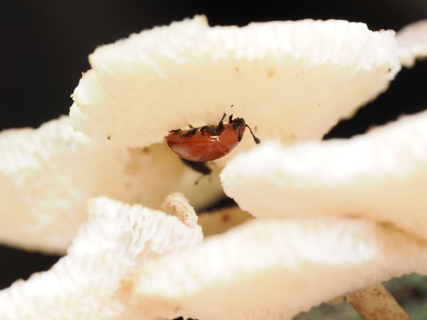 6P6132868アカハバビロオオキノコムシ
