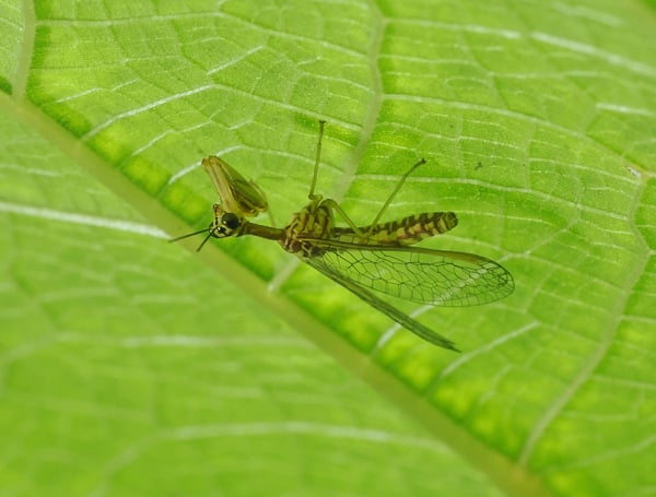 6P7167166ヒメカマキリモドキ
