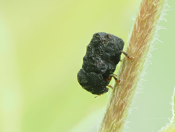 6P7302795ムシクソハムシ