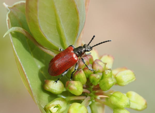 7P4198779ホソクビナガハムシ