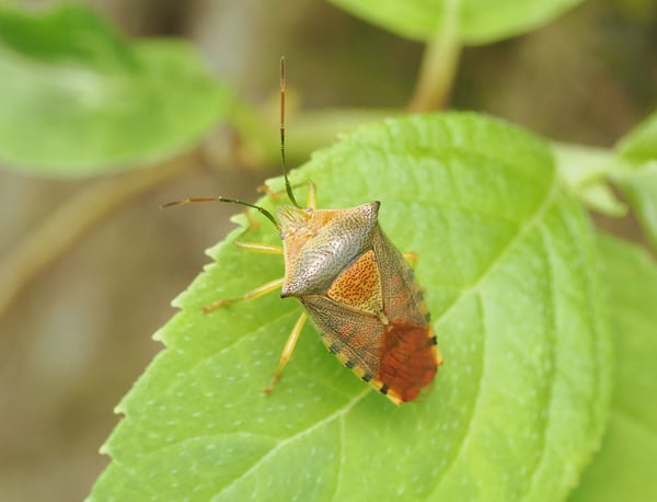 7P4282445セアカツノカメムシ
