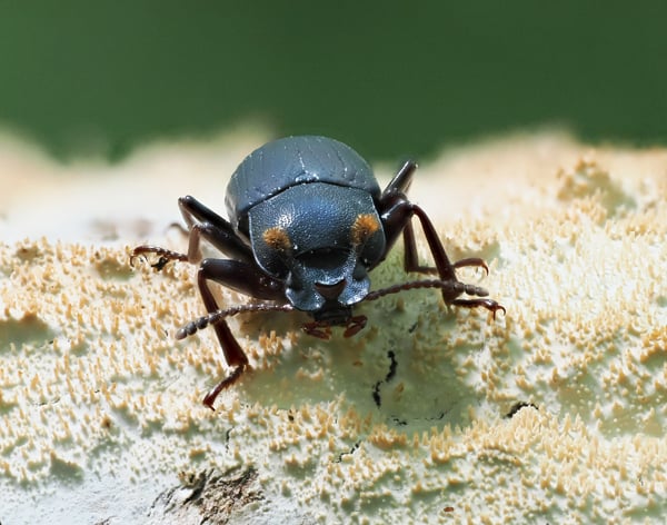 7P6176687ミツノゴミムシダマシ