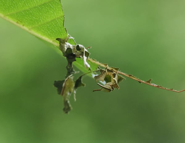 7P7084787スミナガシ4齢幼虫