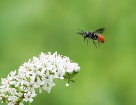 筒井学が見つけた「森の小さな主役たち」#14