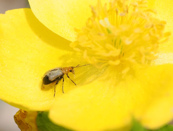 8P4199094アトボシハムシーヤマブキソウ