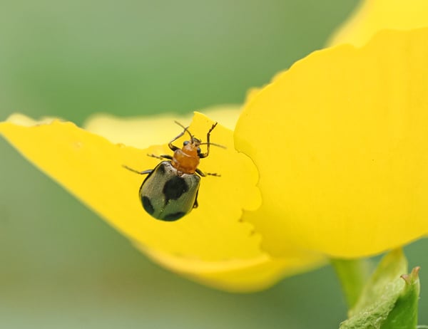 8P4199289アトボシハムシーヤマブキソウ