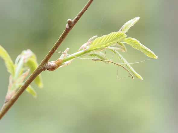 8P4229797ナナフシ1齢幼虫