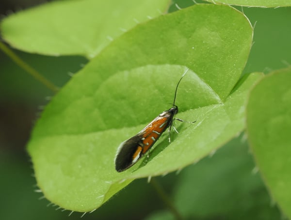 8P5169884カノコマルハキバガ