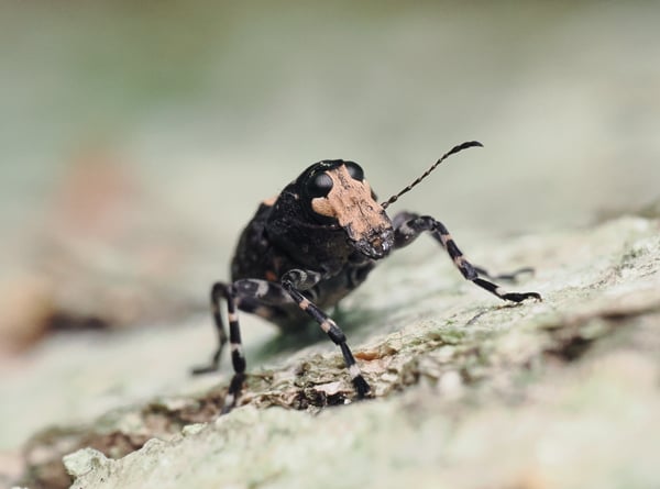8P6176001カオジロヒゲナガゾウムシ