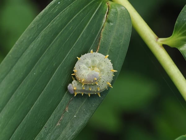 8P7156640オオコシアカハバチ幼虫
