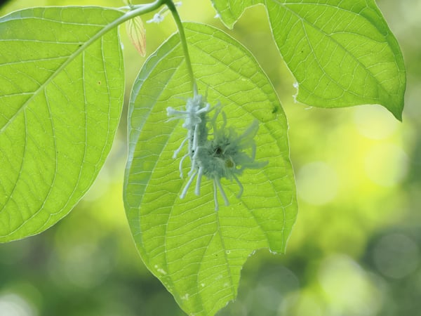 8P7229886アゲハモドキ幼虫