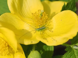 筒井学が見つけた「森の小さな主役たち」#3