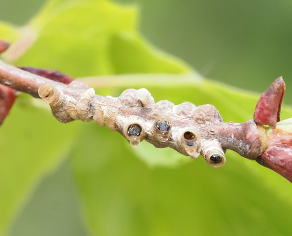 9P4229838タケウチトゲアワフキ幼虫の巣