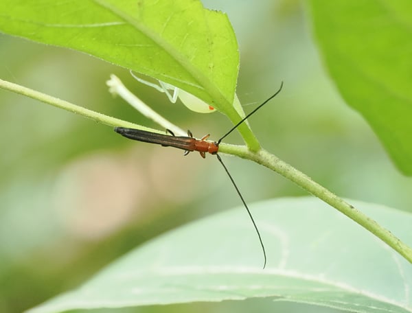 9P7084598ホソツツリンゴカミキリ