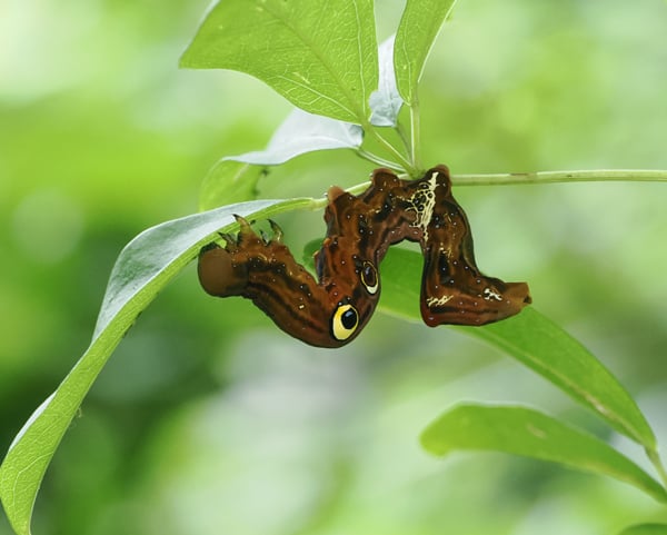 9P7168105アケビコノハ幼虫