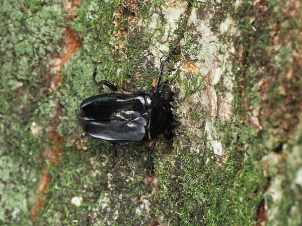 9P7303597クロカナブン