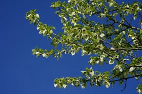 ハンカチノキをご存じですか？
