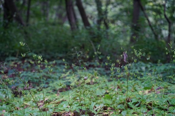 DSC00296
