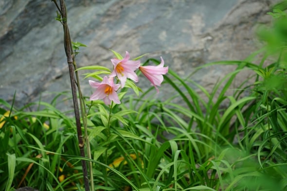 DSC01336