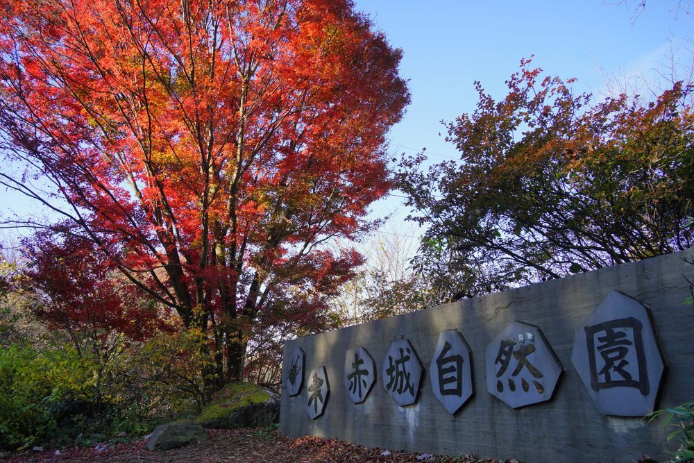 雲楽窯　紅葉　赤葉（箱あり2点組） 紅葉の見ごろ | スタッフブログ | 赤城自然園