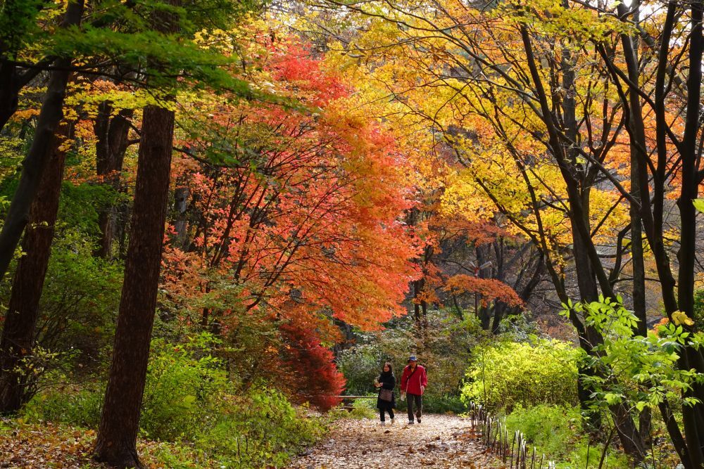 紅葉の見ごろ | スタッフブログ | 赤城自然園